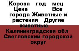 Корова 1 год 4 мец › Цена ­ 27 000 - Все города Животные и растения » Другие животные   . Калининградская обл.,Светловский городской округ 